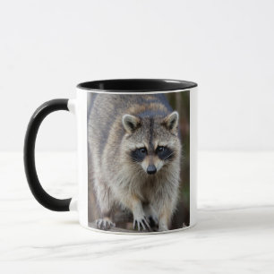 Taza Mapache, Procyon lotor, Florida, EE. UU. 2