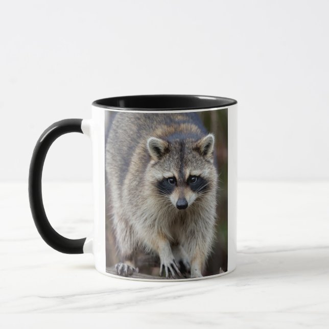 Taza Mapache, Procyon lotor, Florida, EE. UU. 2 (Izquierda)