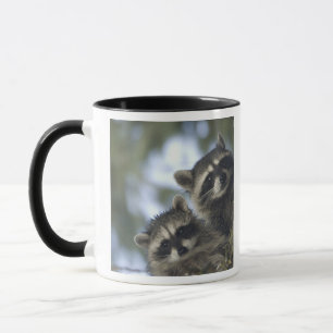 Taza Mapaches Procyon Lotor) del Lago Fish, Central
