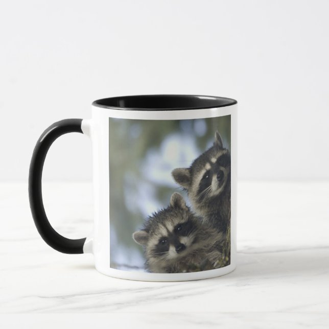 Taza Mapaches Procyon Lotor) del Lago Fish, Central (Izquierda)