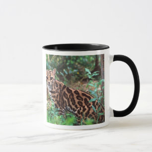 Taza Margay, Leopardus wiedi, Nativo de México hasta