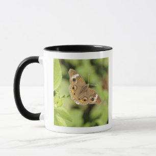 Taza Mariposa común del castaño de Indias, Junonia
