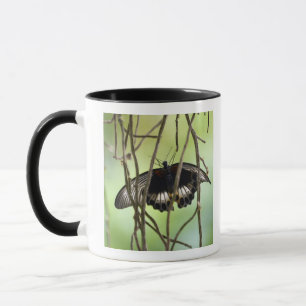 Taza Mariposa de Swallowtail del escarlata (Papilio