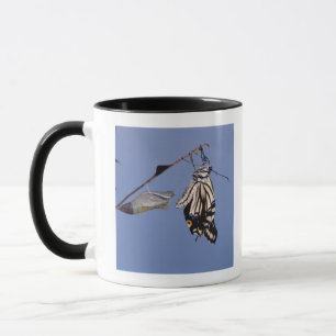Taza Mariposa de Swallowtail después de la metamorfosis