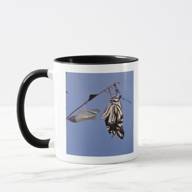 Taza Mariposa de Swallowtail después de la metamorfosis (Izquierda)