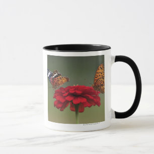 Taza Mariposa del Fritillary (hyperbius de Argyreus) en