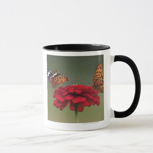 Taza Mariposa del Fritillary (hyperbius de Argyreus) en (Derecha)