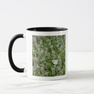 Taza Mariposa en el tomillo de arrastramiento