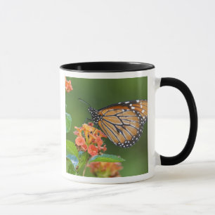 Taza Mariposa soldado (Danaus eresimus) alimentándose