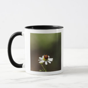 Taza Mariquita en la flor de la manzanilla