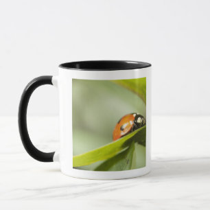 Taza Mariquita en la hoja, mariquita en la hoja