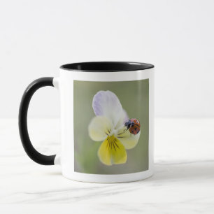 Taza Mariquita en pensamiento el Biei, Hokkaido,