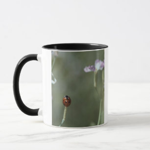 Taza Mariquita en tronco