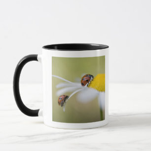 Taza Mariquitas en una margarita de ojo de buey, Biei,