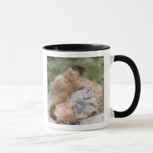 Taza Marmot de barriga amarilla, Marmota flaviventris,