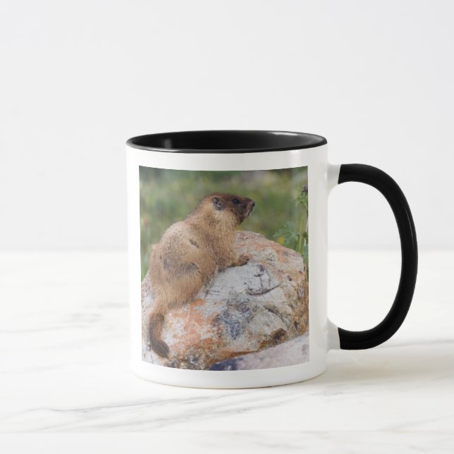 Taza Marmot de barriga amarilla, Marmota flaviventris, (Derecha)