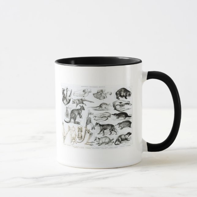 Taza Marsupialia, Monetremata, Edentata (Derecha)
