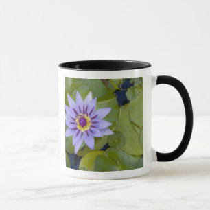 Taza Martinica, Antillas Francesas, Indias Occidentales