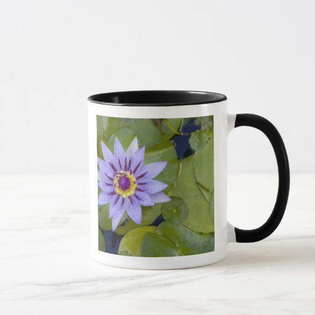 Taza Martinica, Antillas Francesas, Indias Occidentales (Derecha)