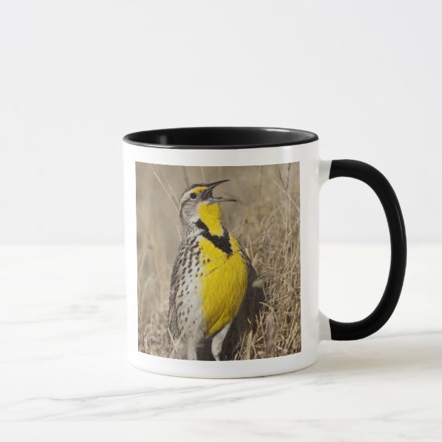 Taza Meadowlark occidental (Strunella neglecta) (Derecha)