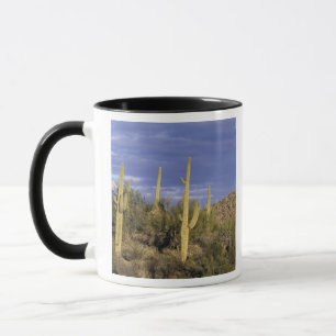 Taza México, Baja del Norte, Catavina Desierto Nacional
