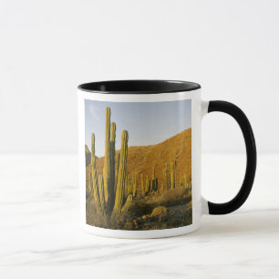 Taza México, Baja, Isla Santa Catalina, Mar de