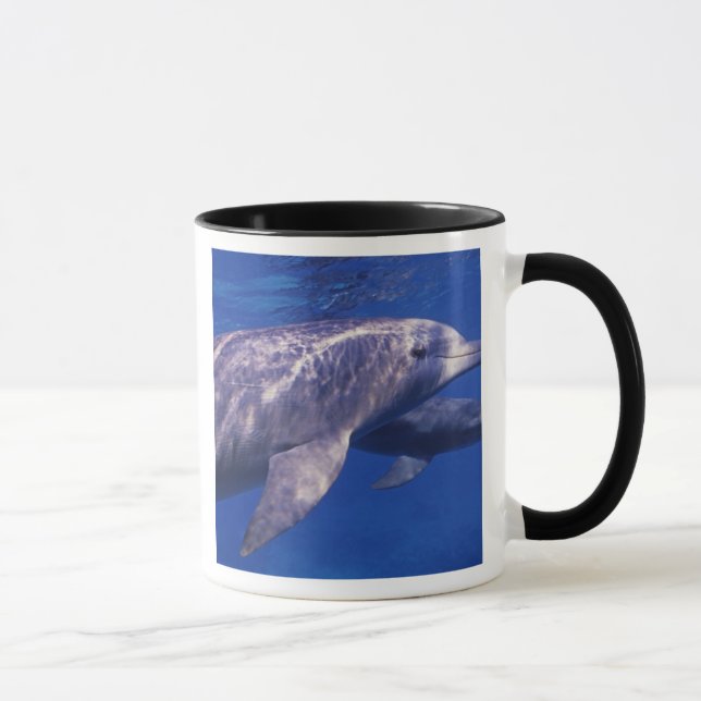 Taza México, Cozumel. Delfín mular, Tursiops 2 (Derecha)
