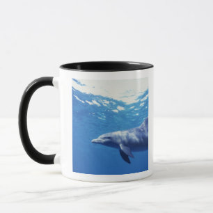 Taza México, Cozumel. Delfín mular, Tursiops 3