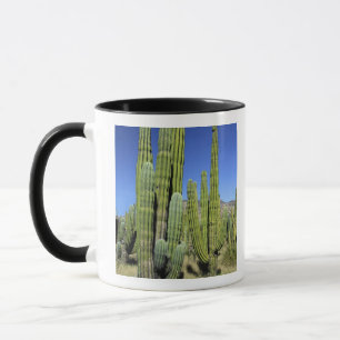 Taza México, Sonora, San Carlos. Saguaro y pitahaya