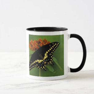 Taza Míchigan, Rochester. Cola de golondrina negra orie