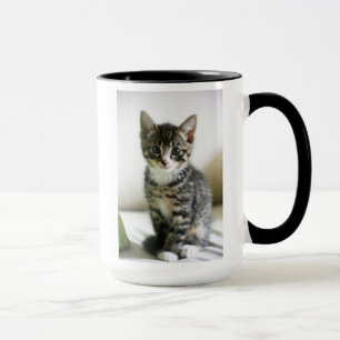 Taza Mirada fija del gatito