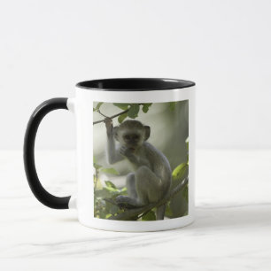 Taza Mono de Vervet, Zimbabwe