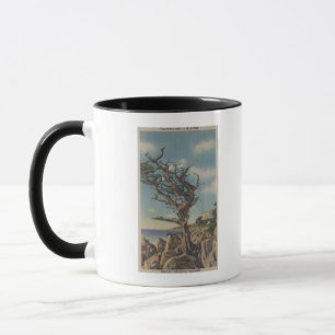 Taza Monterey, CA - árbol viejo de la bruja en 17