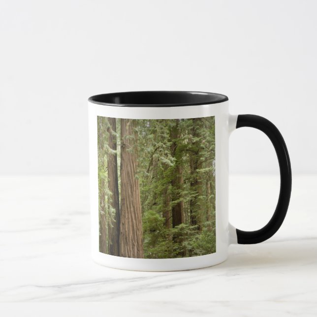 Taza Monumento Nacional Muir Woods, Norte (Derecha)