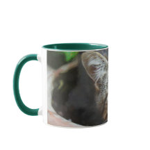 Mugre de ojos de gato verde