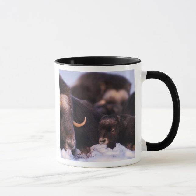 Taza muskox, Ovibos moschatus, vaca con recién nacido, (Derecha)