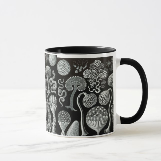 Taza Mycetozoa de Ernst Haeckel (Derecha)