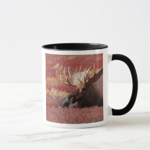 Taza N.A., EE.UU., Alaska, Parque Nacional Denali, Bull