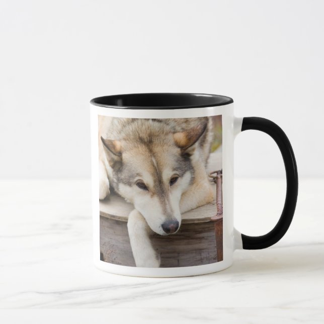 Taza N.A., EE. UU., Alaska. Perros de trineo Husky (Derecha)