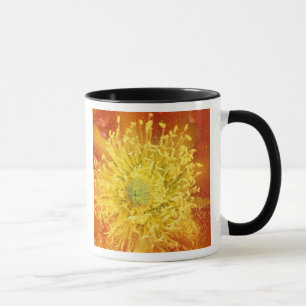 Taza N.A., EE. UU., Arizona, Tucson, Desierto de Sonora