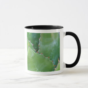 Taza N.A., EE.UU., Arizona, Tucson, desierto de Sonora