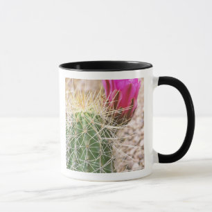 Taza N.A., EE. UU., AZ, Phoenix, Desierto Botánico