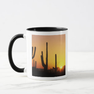 Taza N.A., EE. UU., AZ, Saguaro NP, Atardecer de Saguar