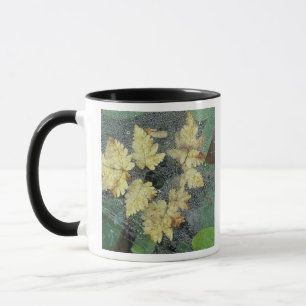 Taza NA, EE. UU., Alaska, Nancy Lake. Rocío en telaraña
