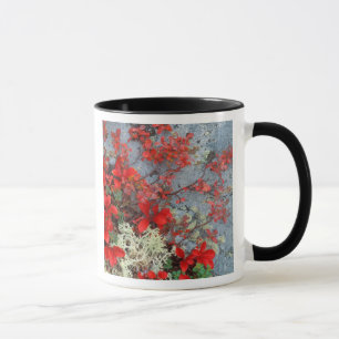 Taza NA, EE. UU., Alaska, Parque Nacional Denali, Aránd
