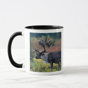 Taza NA, EE. UU., Alaska, Parque Nacional Denali, Carib