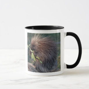 Taza NA, EE. UU., Alaska, puercoespín cautivo