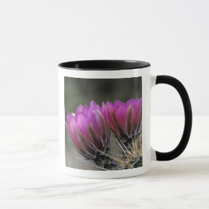 Taza NA, EE. UU., Arizona, Desierto de Sonora. Erizo