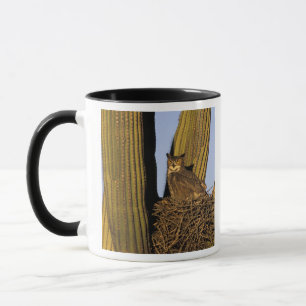 Taza NA, EE. UU., Arizona, Tucson. Búho cornudo