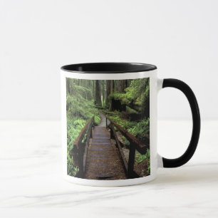 Taza NA, EE. UU., California, Jedidiah Smith Redwoods